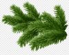 /published/publicdata/FLORA/attachments/SC/master/tmppro204_min_png-clipart-twig-new-year-tree-spruce-tree-holidays-branch.png